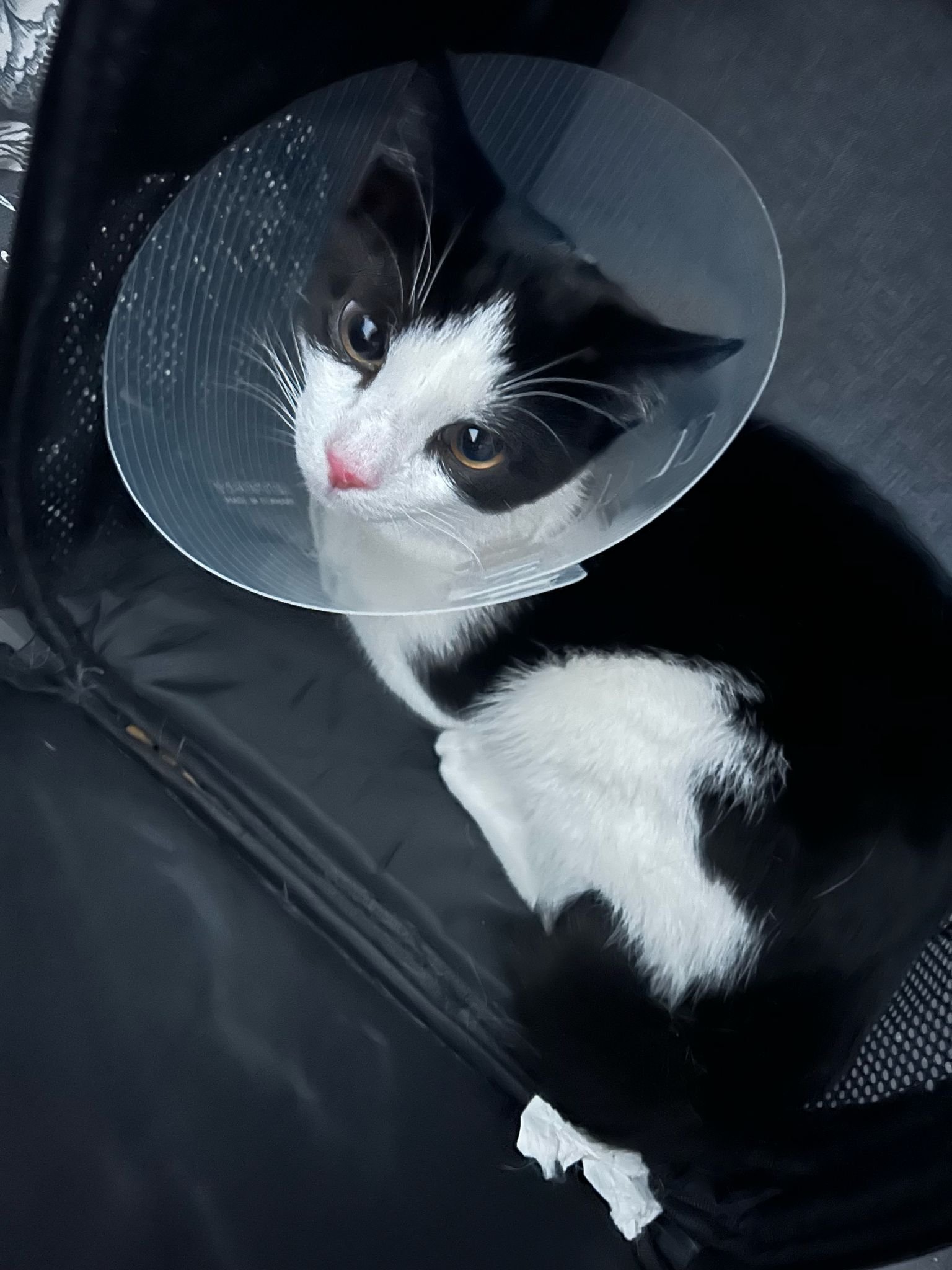 Chintu: Life After The Chop