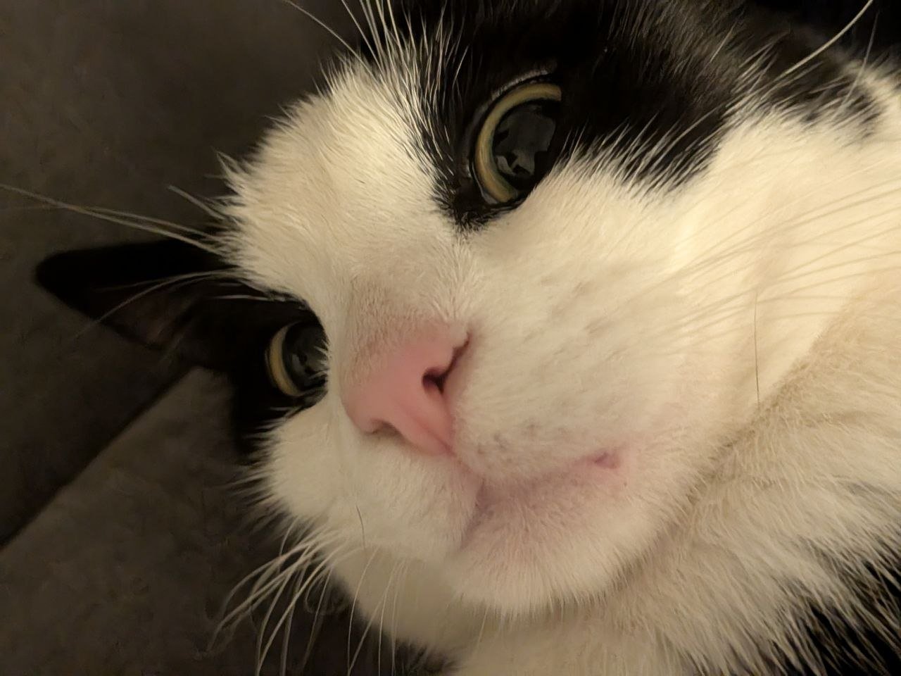 Close-up of Chintu, a black-and-white cat, looking directly at the camera.